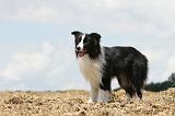 BORDER COLLIE 698